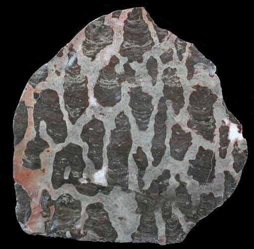 Polished Linella Avis Stromatolite - Million Years #62625